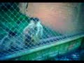 Smoking Monkey (Macaco Fumano)