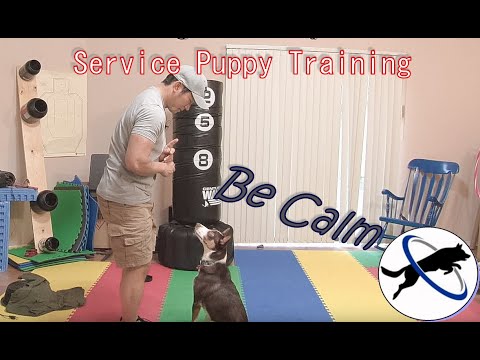 video-linktoworks-Service Puppy Training: Border Collie Learns to be Calm