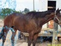 videos de My Barrel Horses