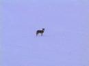 Jed Speiser whacks coyote in snow with .204 on Extreme Predator hunting DVD