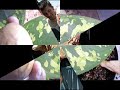 ?bretlik G�r�nt�ler