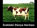 İbretlik Görüntüler