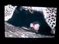 La noche en que el Leopardo durmió con el Babuino