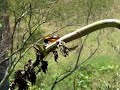 corrupiao  icterus icterus Icterus