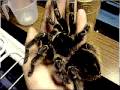 videos de Lasiodora Parahybana/tarantula, handling.