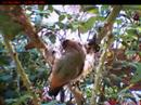 Hummingbird - 2nd Chick Flies [Dec.2007]