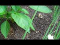 Click here to watch this video Re-growing Green Onions