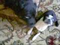 BRUTUS動画20