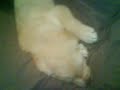 my new puppy