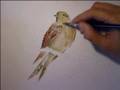 How to paint a bird : Vania coelho : como pintar um pássaro