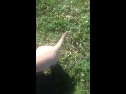 7 weeks old playing outside for the first time out