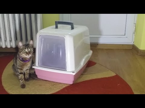 Cat Litter Box With Lid