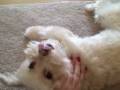 My dog is a nut My dog is a nut