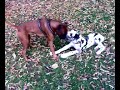 Boxer, 2 Doggen und ein Bully im Park