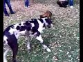 Boxer, 2 Doggen und ein Bully im Park