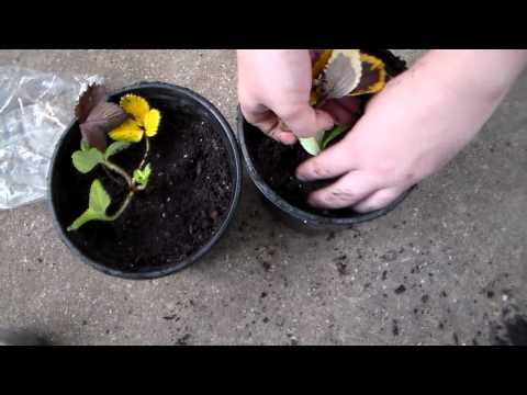 how to grow fragaria x ananassa