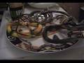 Snakes on a Plate (Commercial Release)