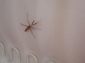 Mantis Religiosa Gigante