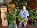 Packing Fruit Trees