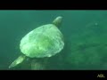 Planeta Agua Buceo en Islas Galápagos - Tortugas marinas -