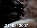ALASKAN MALAMUTE PUPPY
