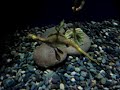Leafy Sea Dragon