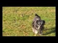 Ted the schnauzer III