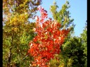 Autumn and Fall Foliage - Autunno sul Monte Macchialunga
