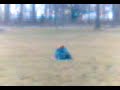 iciek... salto