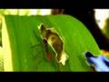 videos de Chevrolet, tema: Caminhos da Evolução.