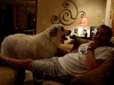Kody Great Pyrenees