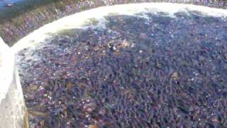 Crazy Scene - Thousands Of Fish Stuck!