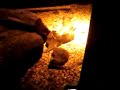 Gofer beaver things