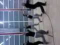 videos de vivrantthingYou.3gp