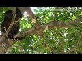 Ver Video