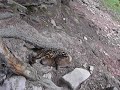 Click here to watch this video Hirschkalb Hirschgehege Kleinenzhof.MOV