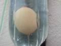 Egg in Vortex