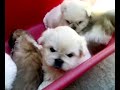 Cute Pekingese puppies