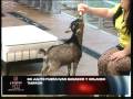 videos de Almudena hace la prueba de la cabra