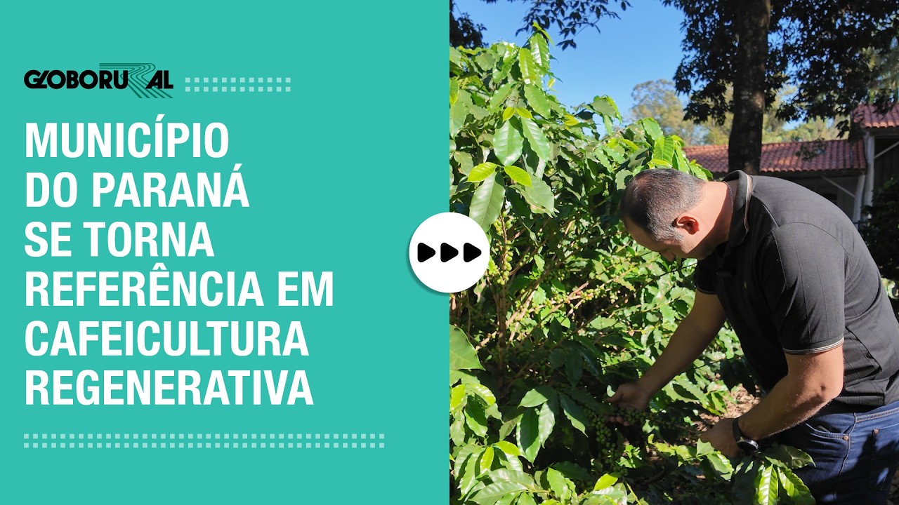 Município do Paraná se torna referência em cafeicultura regenerativa | Globo Rural
