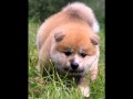 2010-03-09 | Go You Djenima Kennel ~> Akita Inu , - , - , ... Akita-Inu Akita Shiba-Inu Shiba ... (<span>1:)