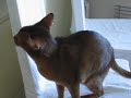 MVI_4330.AVI