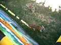 Feeding a live chicken to a Tiger