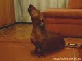 Dachshund sad song