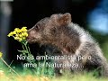Diaporama Codeff de Agencia IMAGINARIA