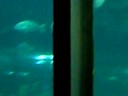 aquarium de bacelona aquarium de bacelona