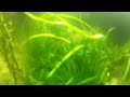 Click here to watch this video Gopro hero 2 on my tank... yeah it does get blurry!