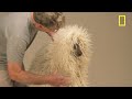 Artist William Wegman discusses shooting the February 2012 cover of National Geographic magazine in his studio and home. The video features Wegman's dogs: Penny, Candy, Bobbin and Flo. The February issue, on newsstands now, features a cover story on dog genomes. It is also available on digital newsstands and in the App Store now. Additional interactives in the issue include: behind-the-scenes video of photographer Robert Clark shooting portraits of dogs at the Westminster Dog Show, eyewitness footage of the tsunami that reached Japan's coast on March 11, 2011 and audio of a National Geographic team trying to reach Papa New Guinea's reclusive Meakambut clan by jungle telephone. For more on William Wegman: www.facebook.com