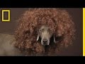 William Wegman Shoots February Dog Cover for National Geographic Magazine