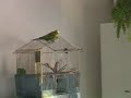 My stupid budgie playing with his mate, a zebra finch.